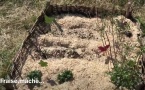 Un jardin au collège