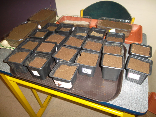 Plantations dans la classe de CE1 CE2 Plantations dans la classe de CE1 CE2