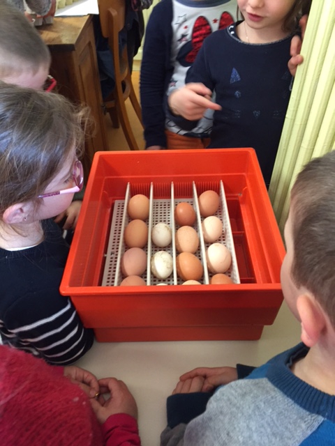 Un élevage de poussins dans la classe maternelle