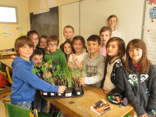 Les plantations dans la classe de CE Les plantations dans la classe de CE