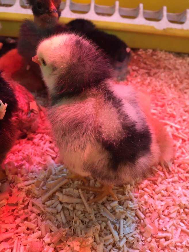 Les poussins dans la classe maternelle Les poussins dans la classe maternelle