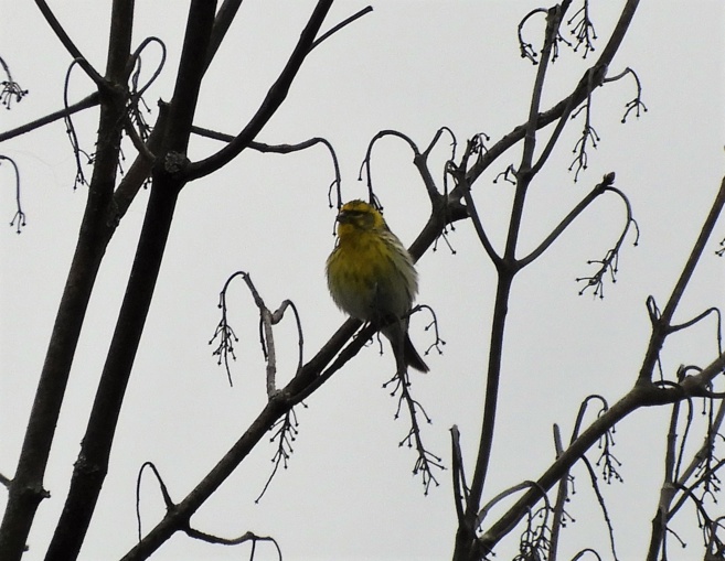 Sortie des élèves de Ce Cm avec la LPO Sortie des élèves de Ce Cm avec la LPO