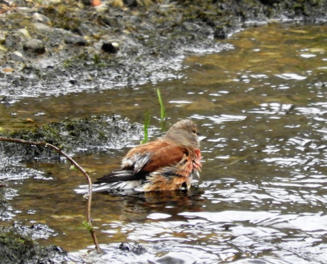 Sortie des élèves de Ce Cm avec la LPO Sortie des élèves de Ce Cm avec la LPO
