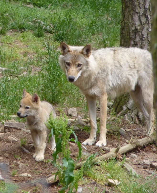 Les sixièmes de Saint Joseph sur les traces de la Bête Les sixièmes de Saint Joseph sur les traces de la Bête