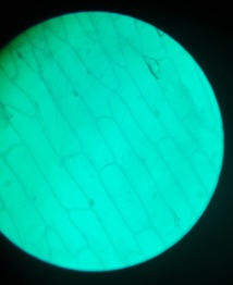 Cours de SVT dans le laboratoire