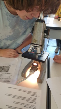 Petit coup d'oeil au microscope Petit coup d'oeil au microscope