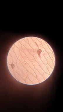 Petit coup d'oeil au microscope Petit coup d'oeil au microscope