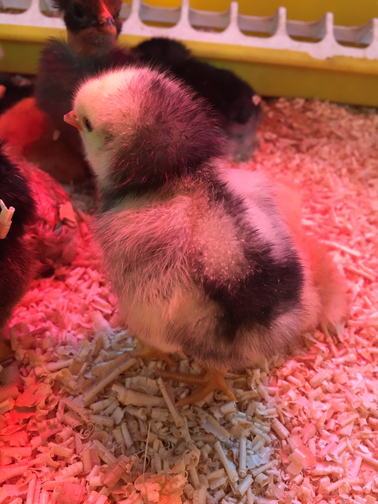 Les poussins dans la classe maternelle
