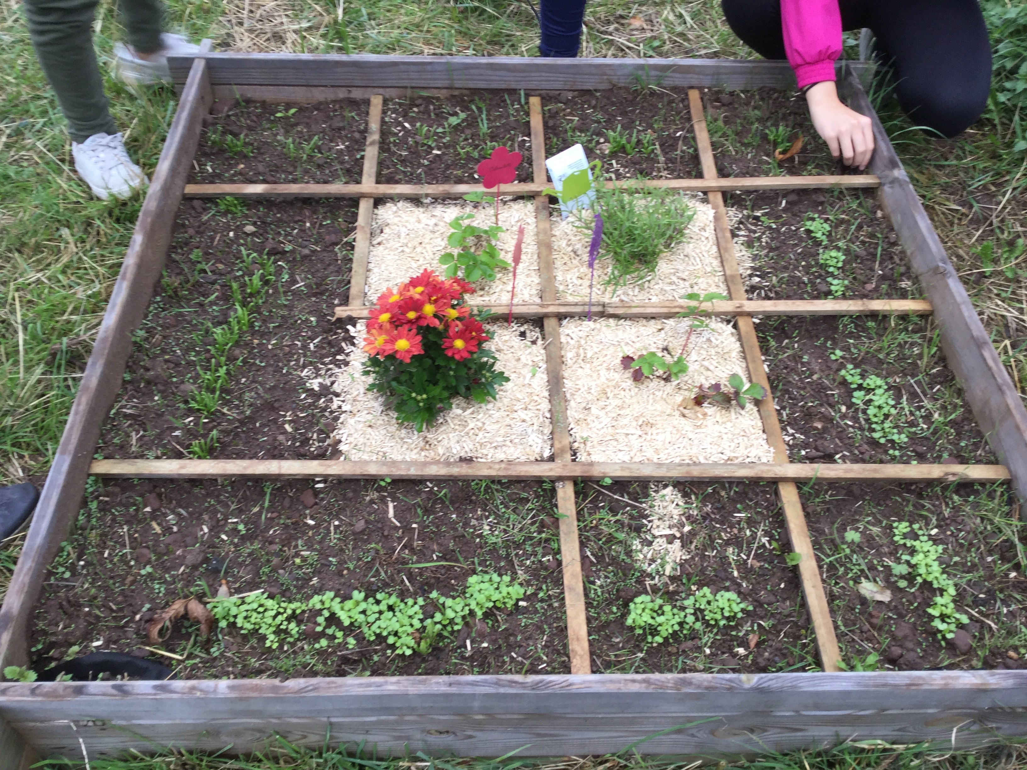 Un jardin potager au collège