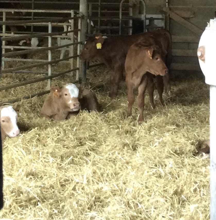 Visite de la ferme du GAEC de Pierregrosse