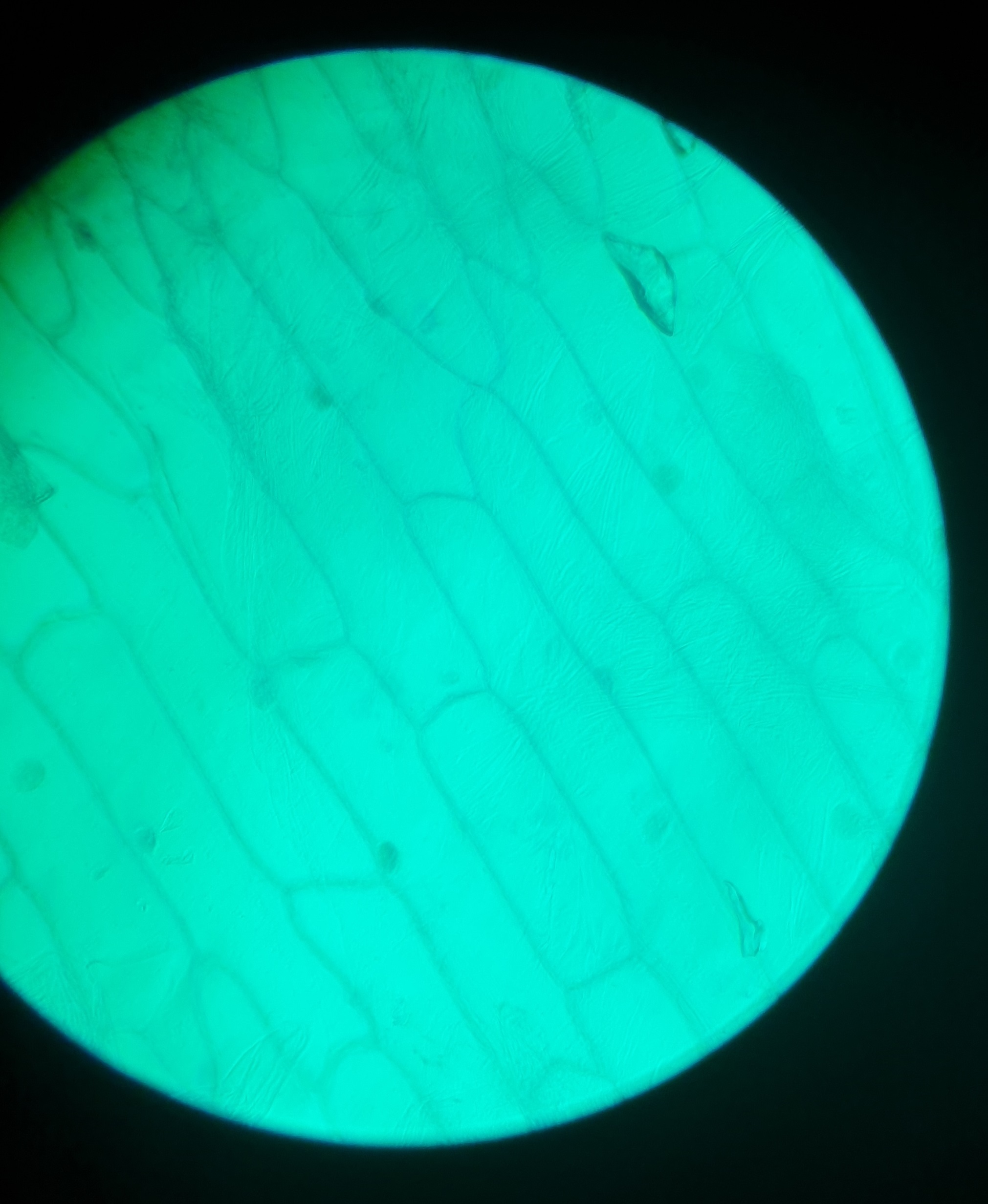 Cours de SVT dans le laboratoire