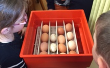 Un élevage de poussins dans la classe maternelle